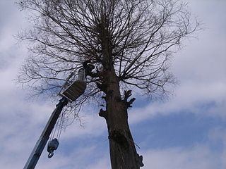 樹木管理工事